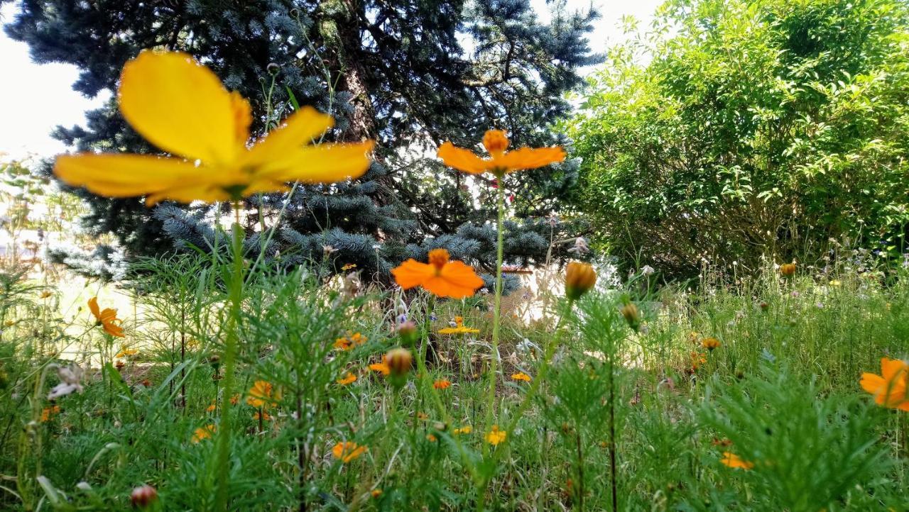 Bed and Breakfast Fleurs De Cosmos Альби Экстерьер фото